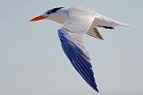 Royal Tern In Flight_89420